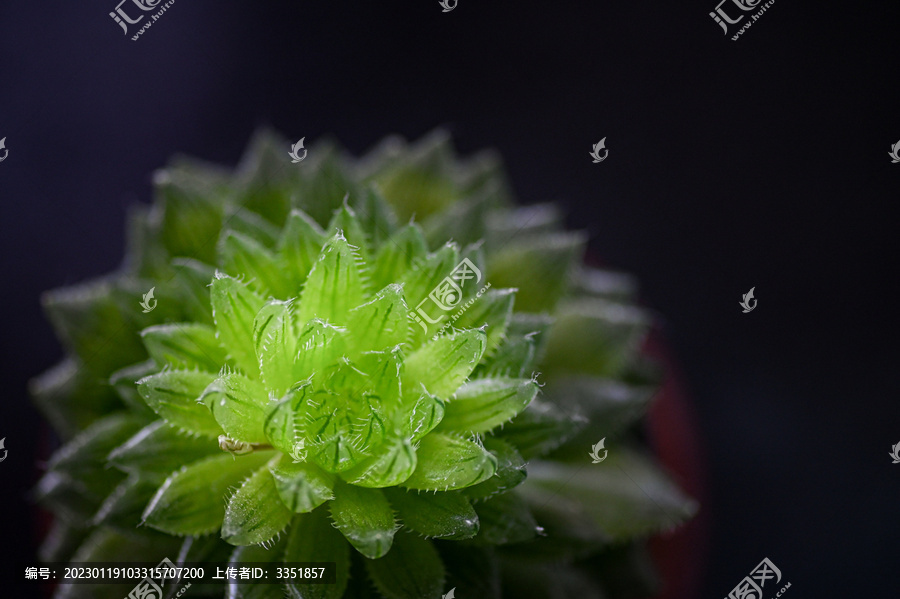 绿色多肉植物特写