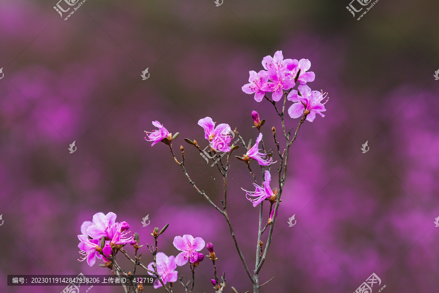 花枝俏杜鹃花