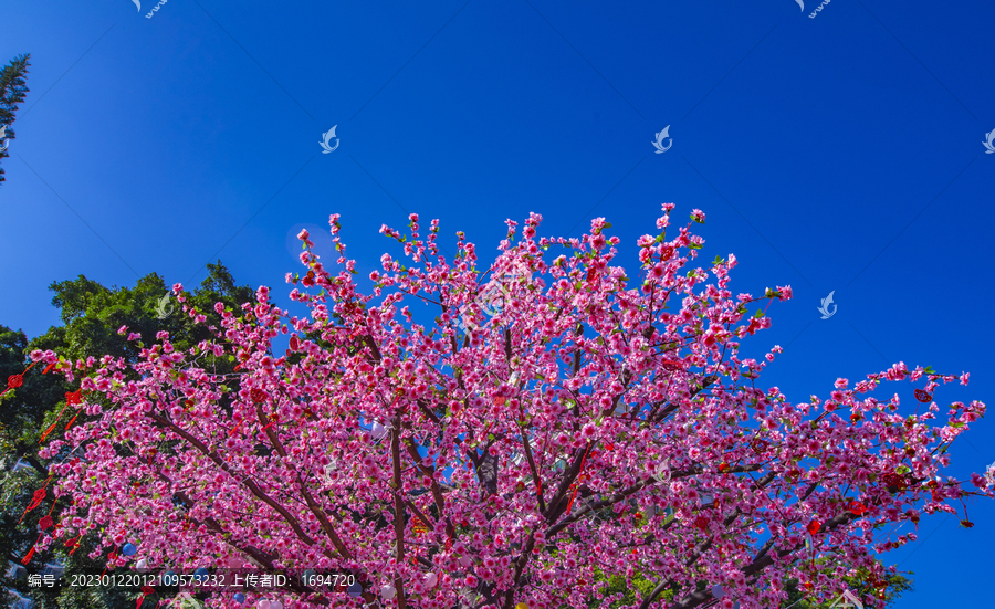 桃花树