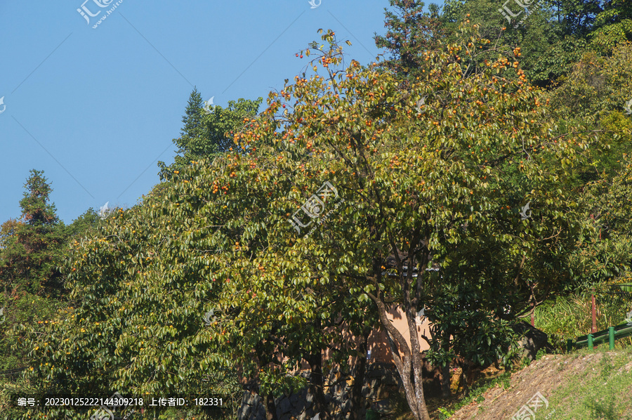 柿子树秋天风景