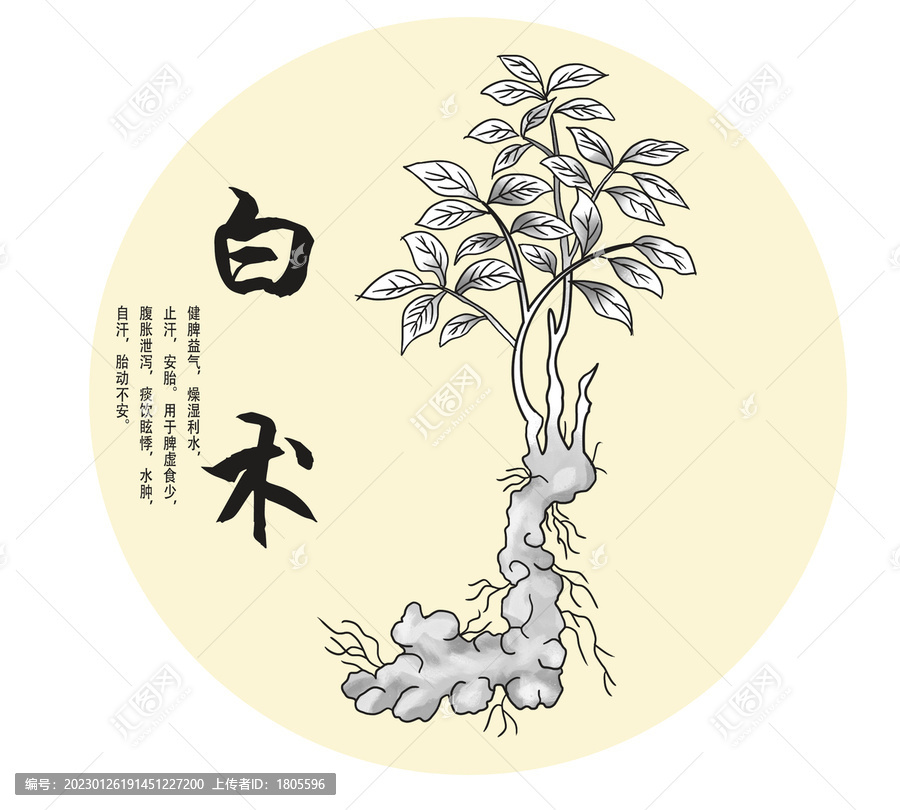 白術(shù)插畫