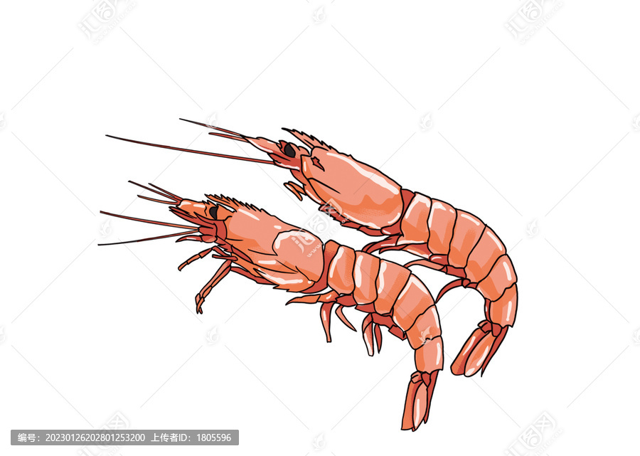 北極蝦插畫分層