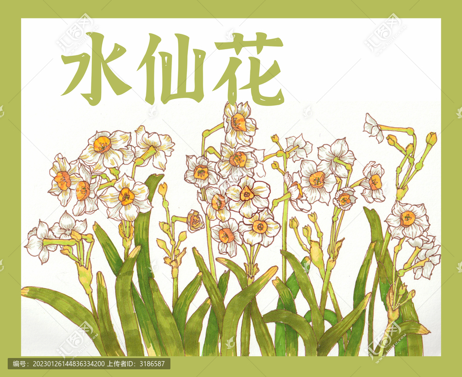 水仙花手繪海報