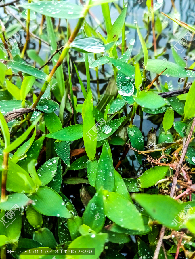 青草露珠