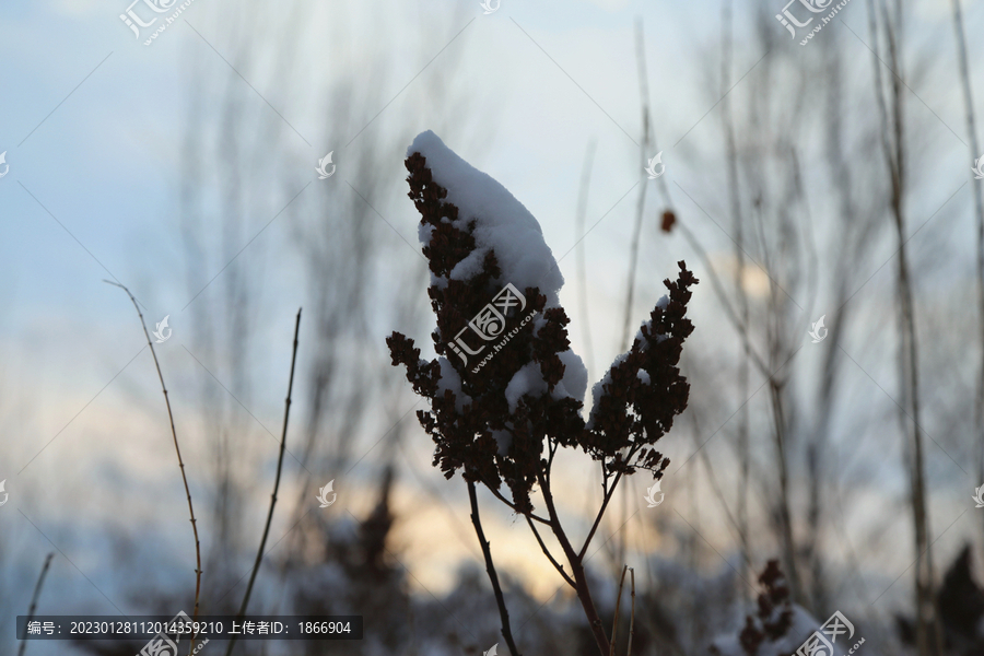 落雪的芦苇