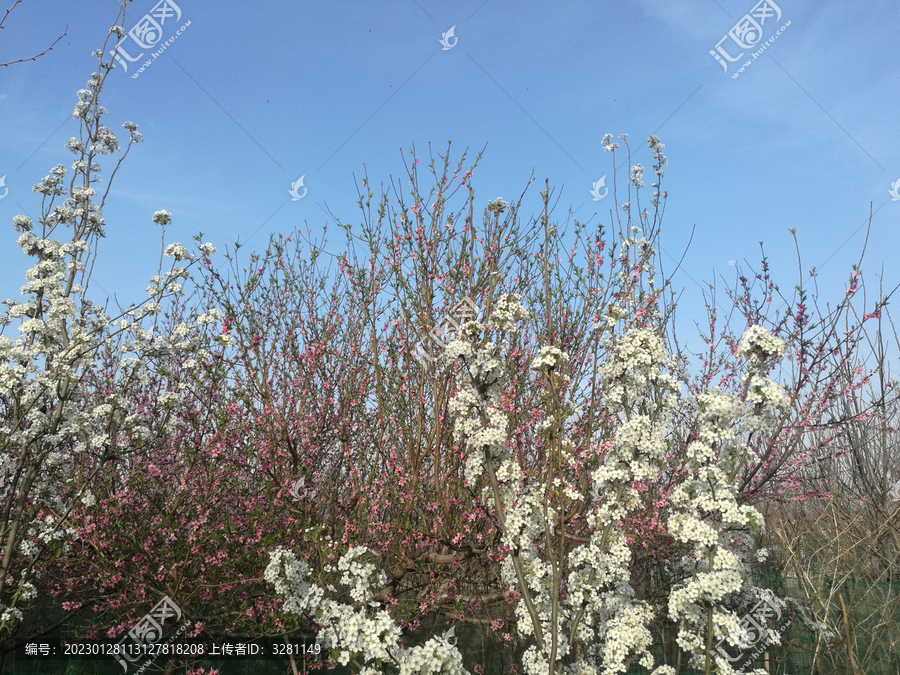 月挂红桃花白梨花花林