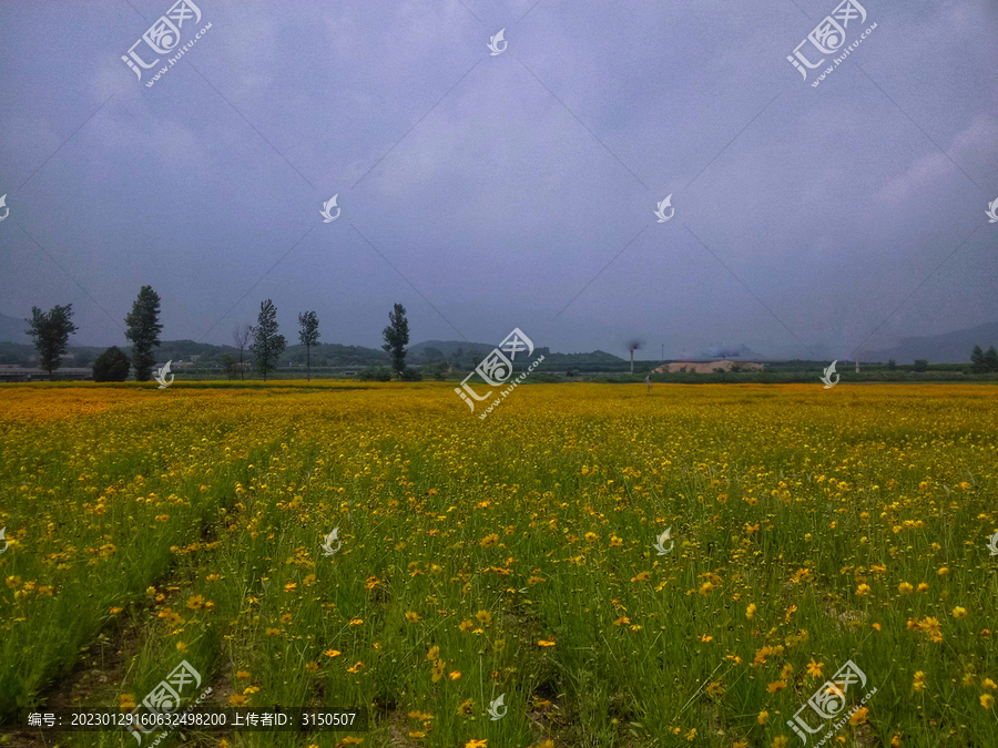 黄花遍地