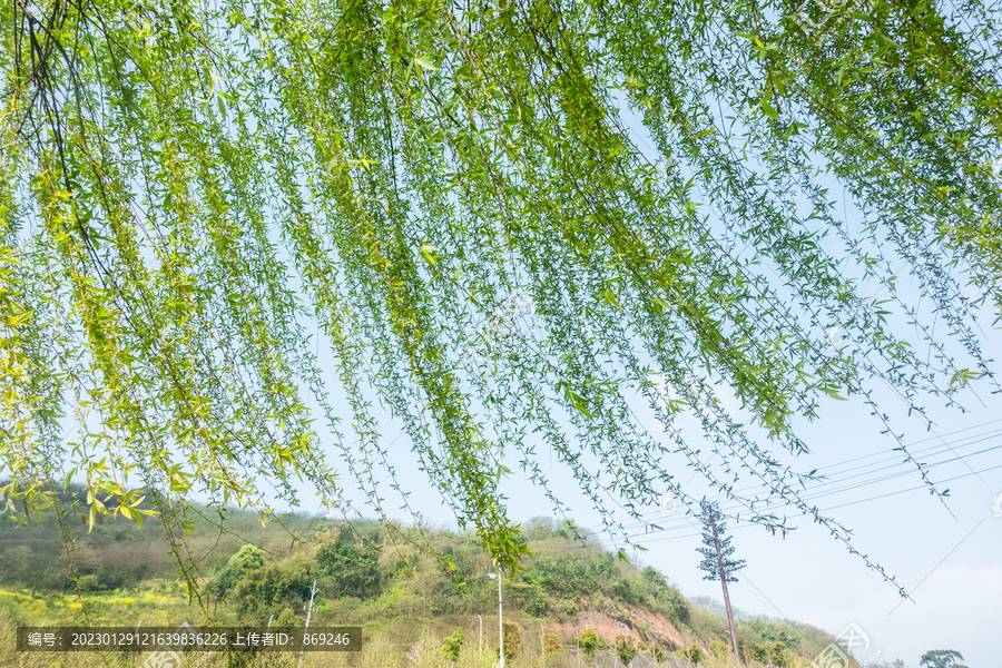 柳枝嫩芽