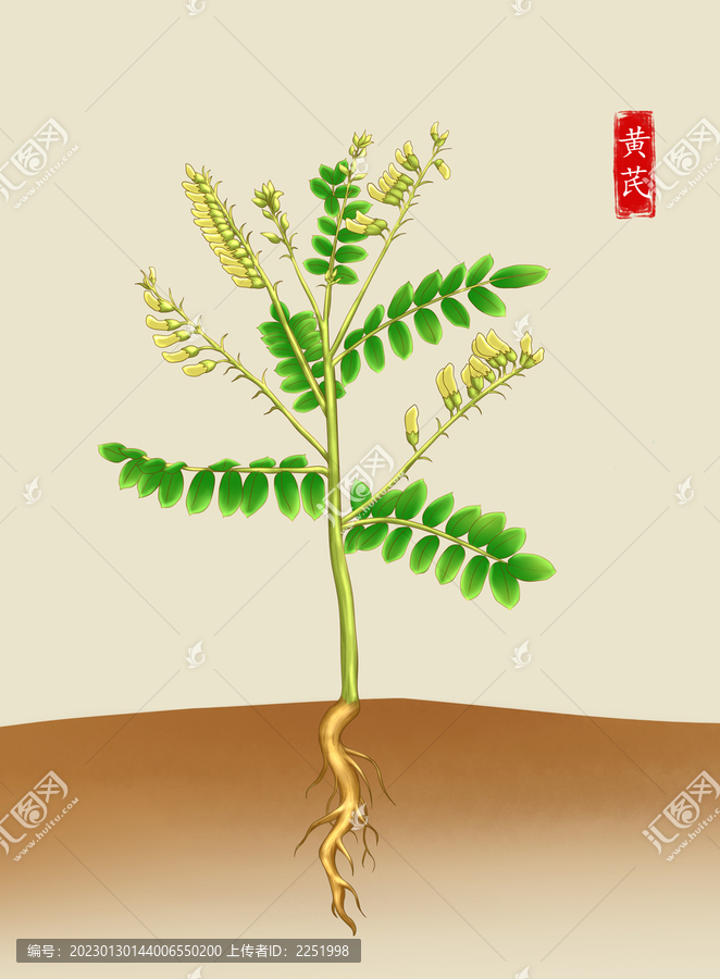 中草藥黃芪植物
