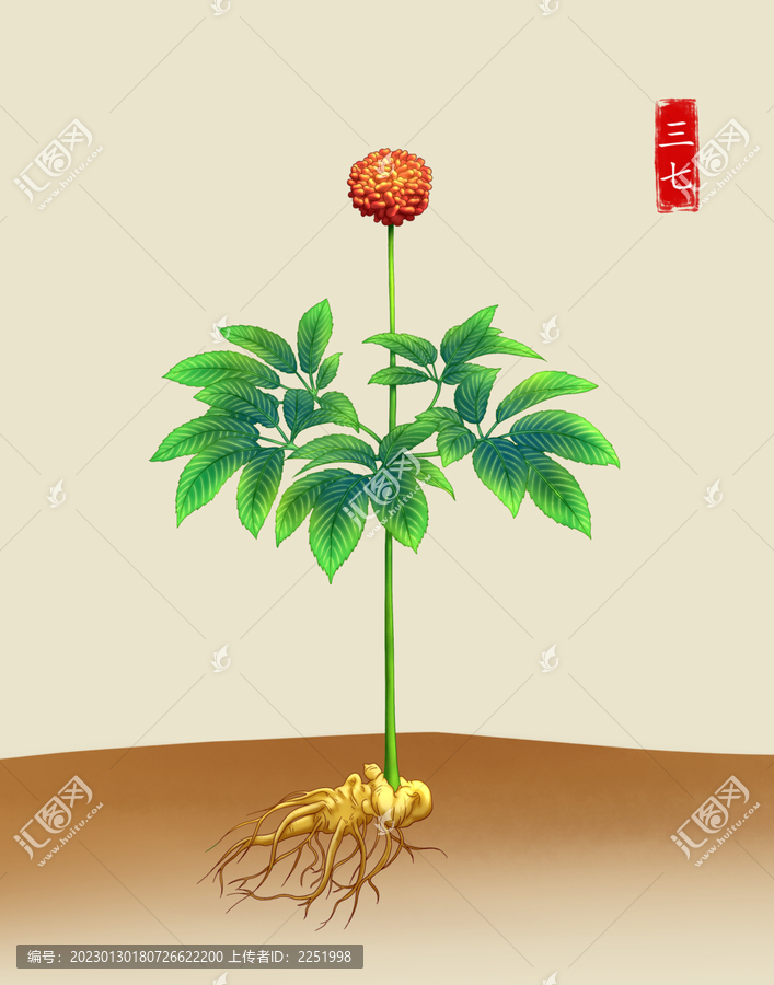 中草藥三七植物
