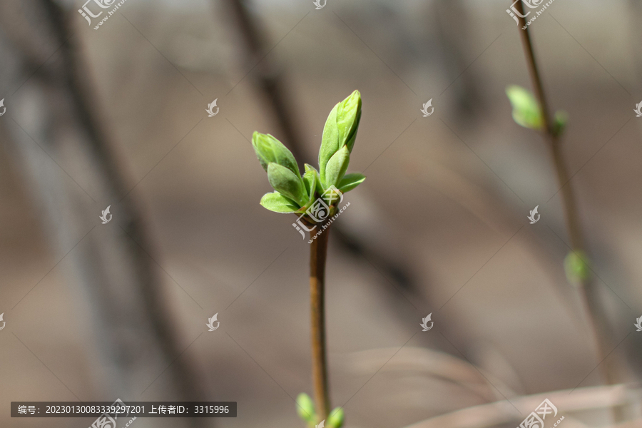 绿芽新知