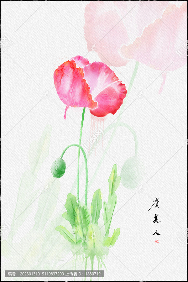 虞美人水彩