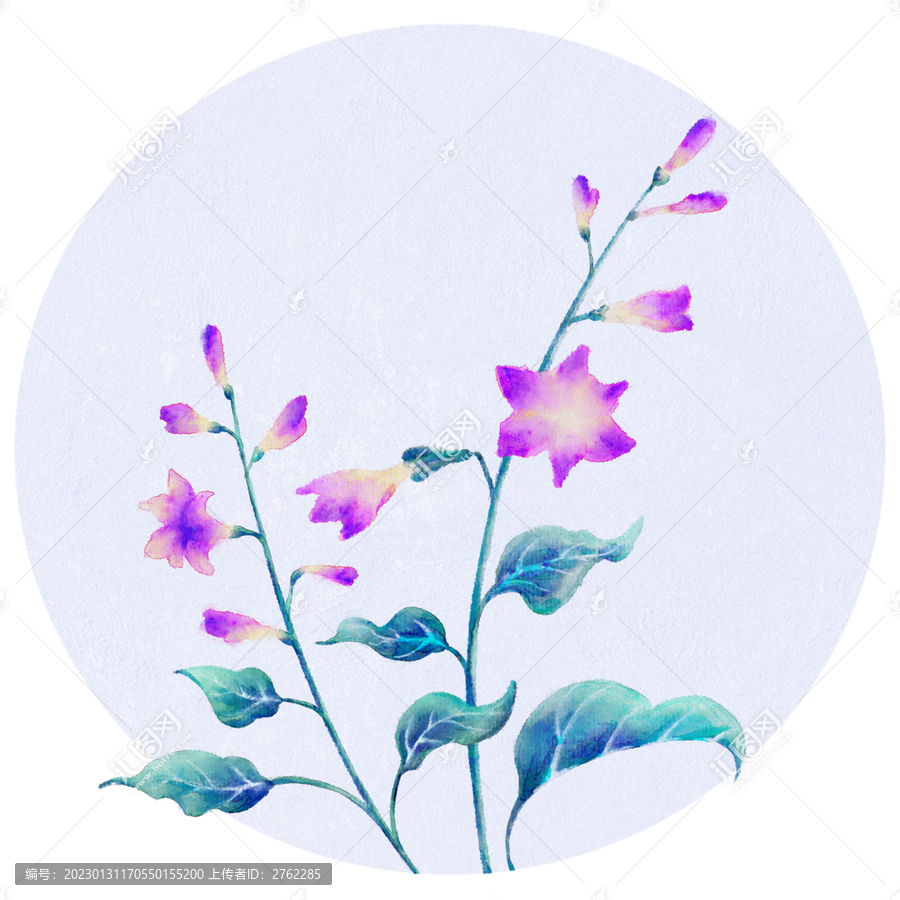 玉簪花