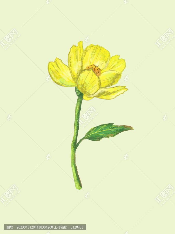 手繪古風(fēng)半厚涂黃色花朵