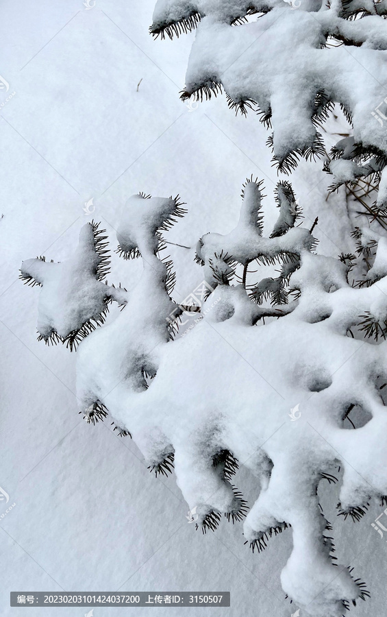 雪压松针