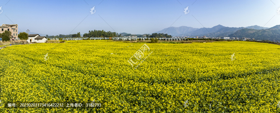 广西蒙山县蔬菜基地菜花盛开