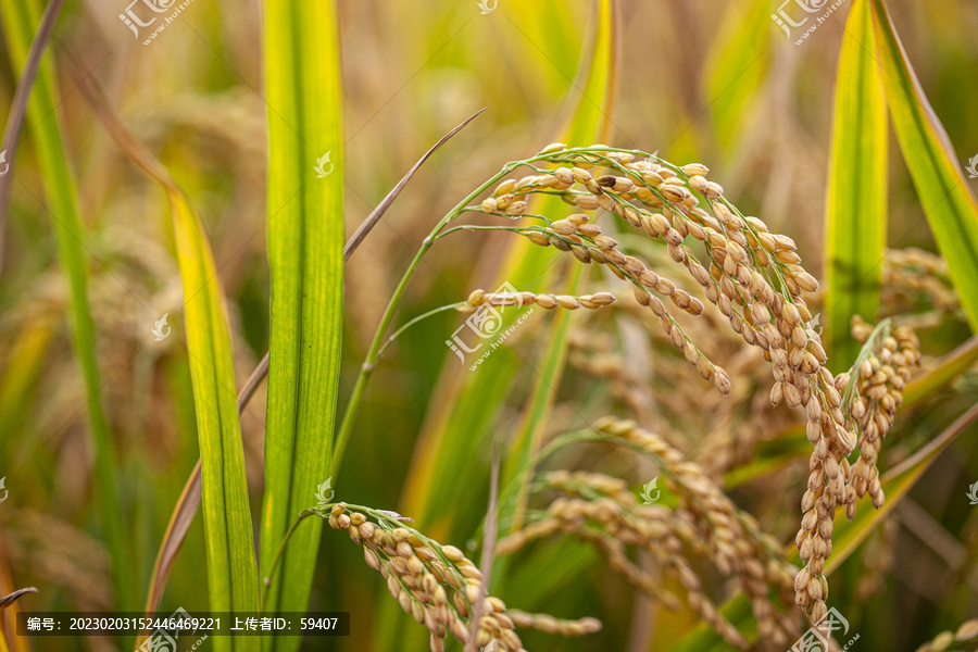 水稻稻穗