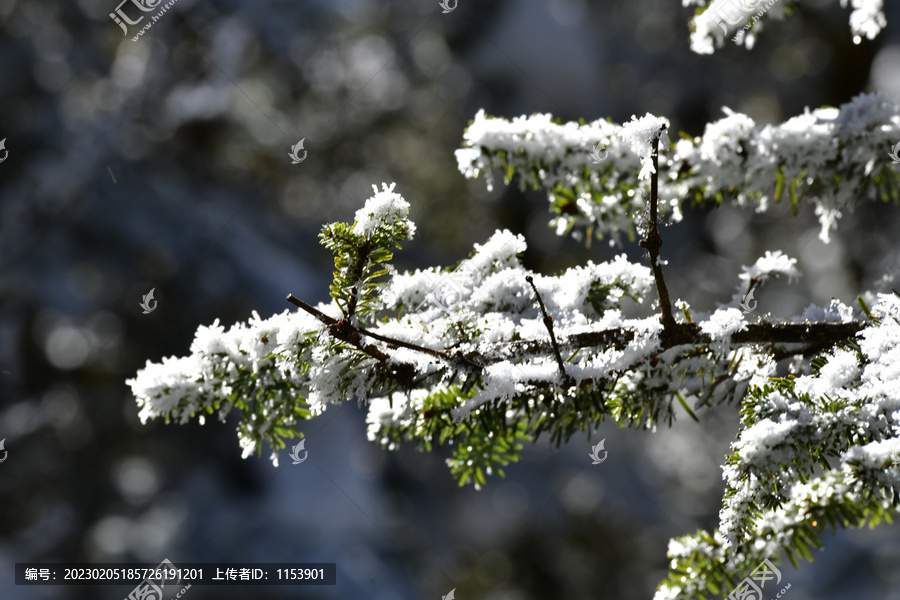 树枝积雪