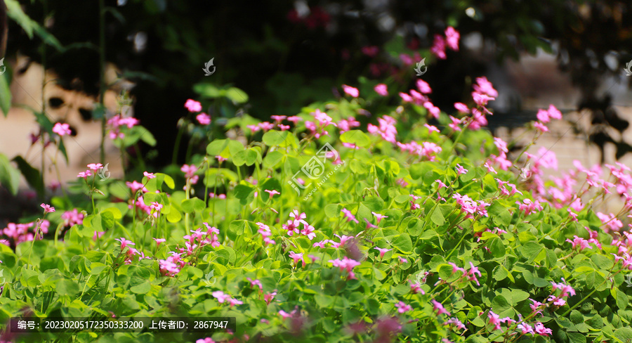 红花酢浆草