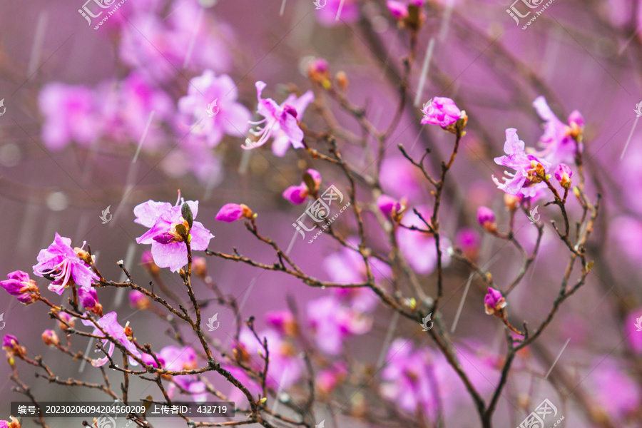 雪中粉红杜鹃花