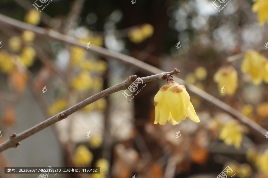 寒冬梅花香满庭