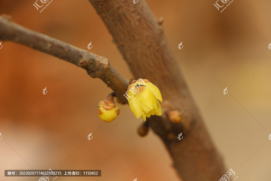 寒冬梅花香满庭