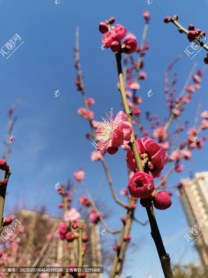 梅花