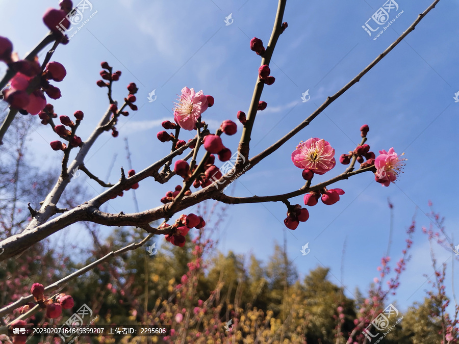 梅花