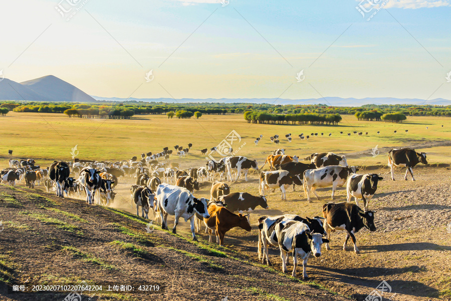 草原秋季放牧牛群