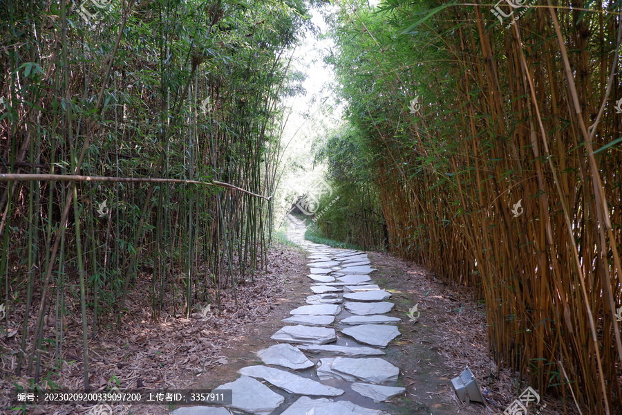 竹林小路