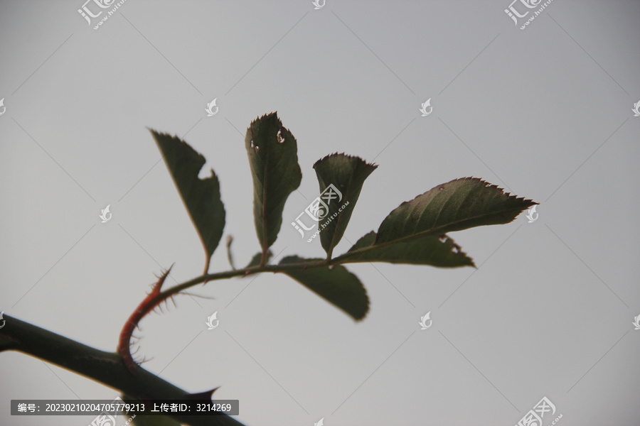薔薇葉
