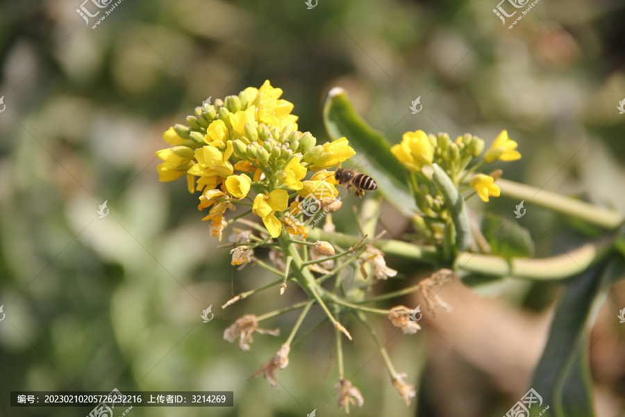 油菜籽花