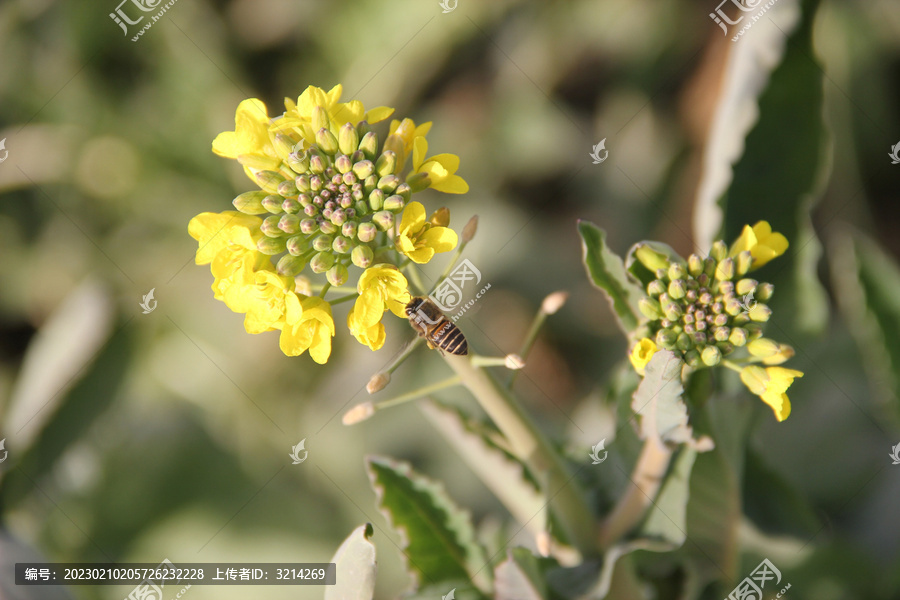 蜜蜂油菜花