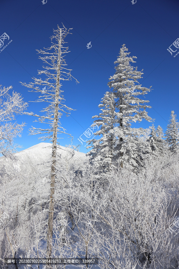 雪乡大秃顶子山