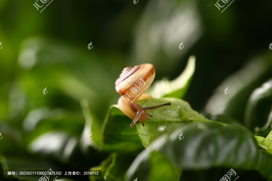 蝸牛