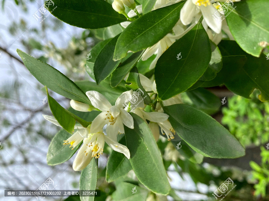 金桔花柑橘花柠檬花