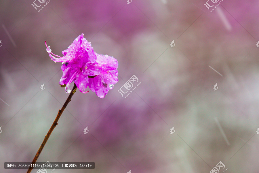 风雪杜鹃花枝