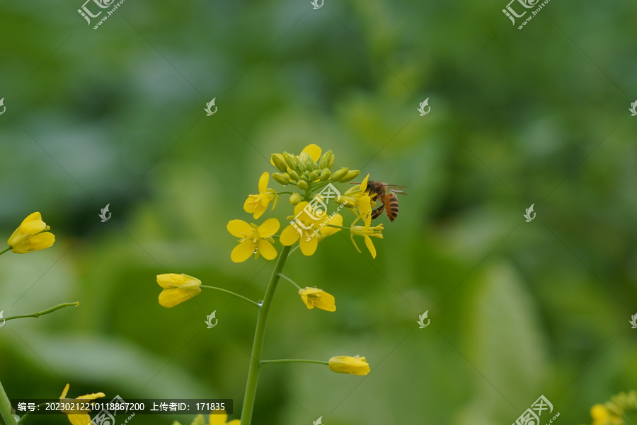 蜜蜂采蜜