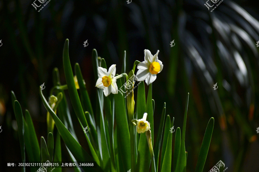 水仙花