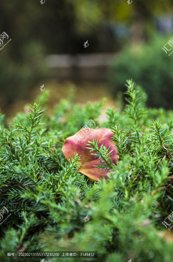 落在绿色灌木上的红树叶