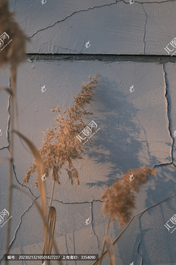 夕阳下蓝色墙前的枯萎芦苇