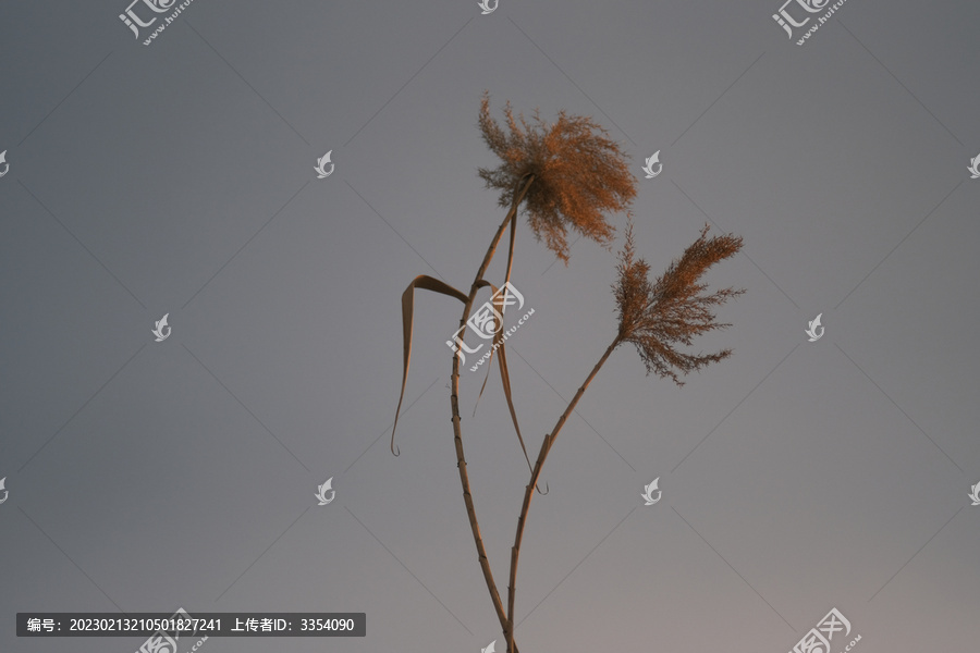 枯萎芦苇的微距照片