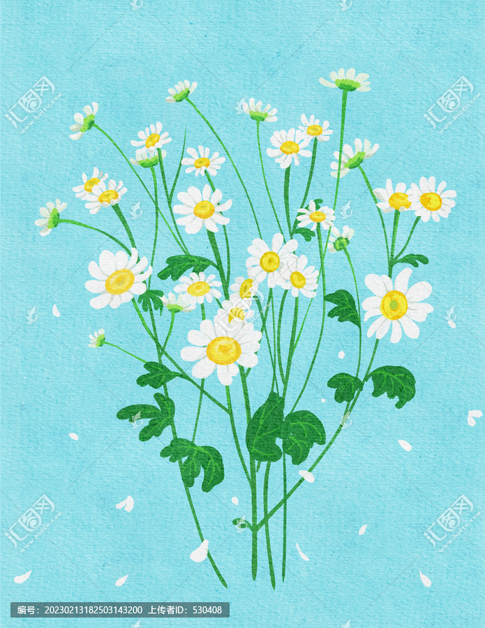 雛菊