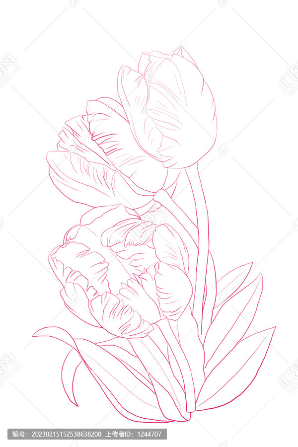 郁金香線稿