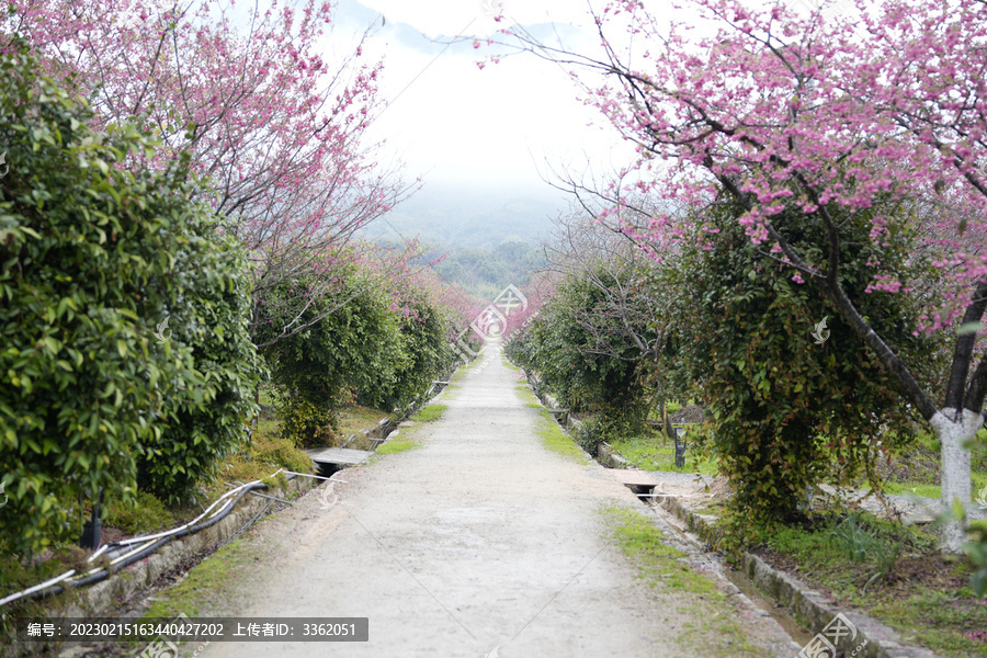 樱花道