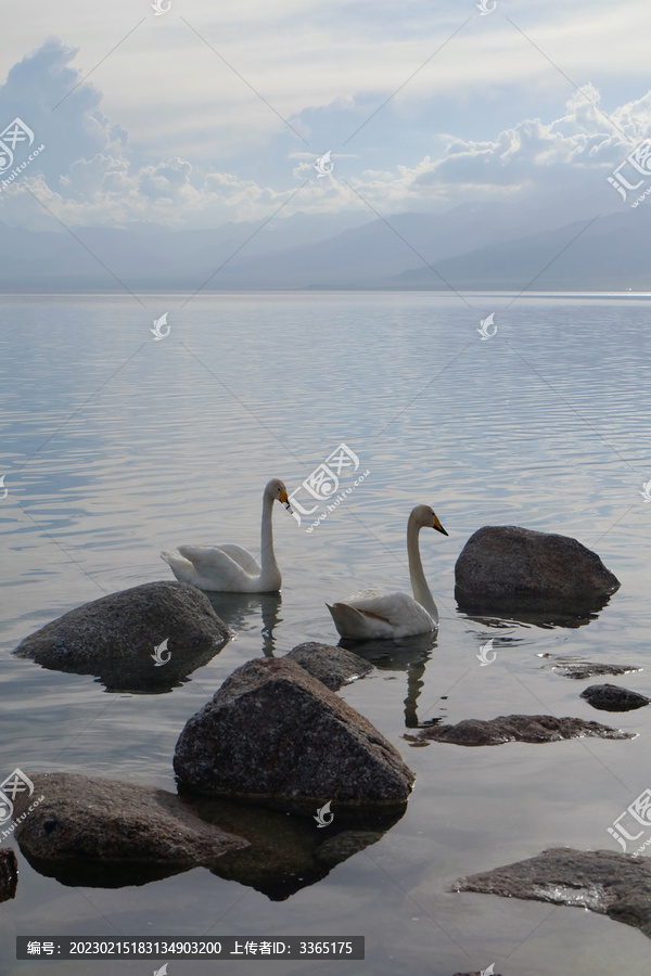 黄昏湖面上的天鹅