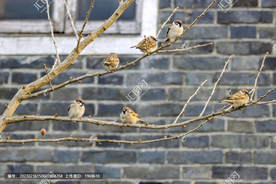 冬季晴天北方农村枝头的麻雀