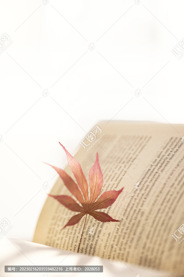 秋天枫叶图书逆光图片