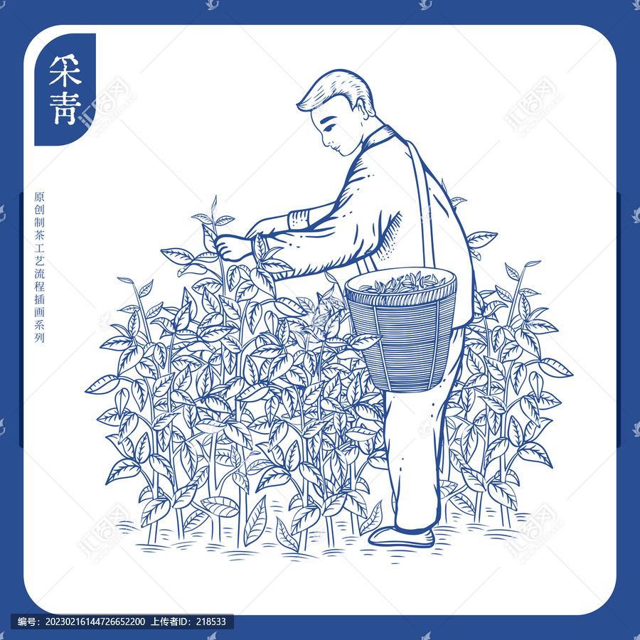 制茶工藝流程圖之采青采茶