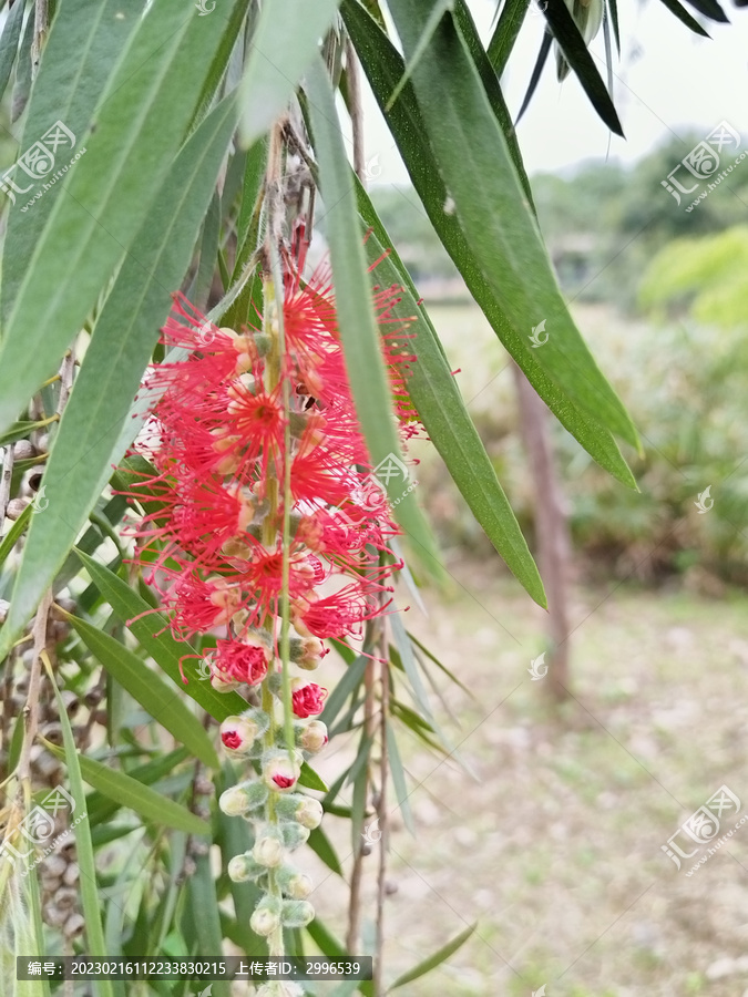 小野花